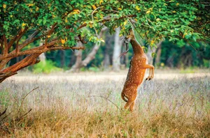 Ranthambore
