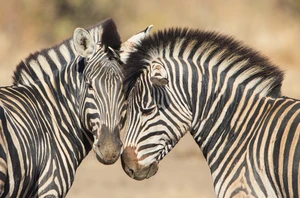Balule Private Game Reserve