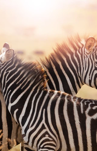 Spectacular South Africa