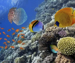 Scuba Diving