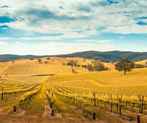 Barossa Valley Wineries