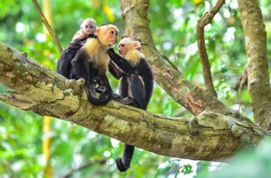 Monteverde