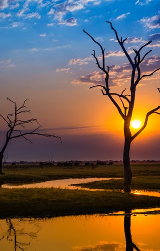 Chobe National Park