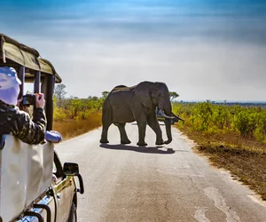 Game Drive