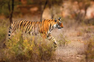 Bandhavgarh, 2 nights