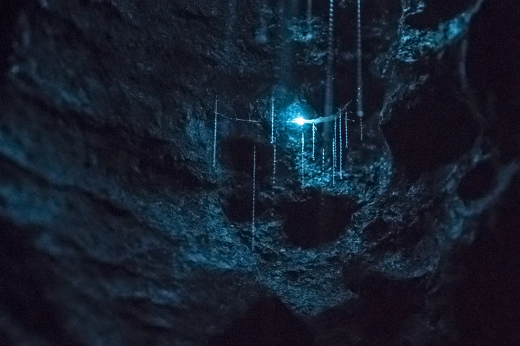Glow-worm Caves Tour