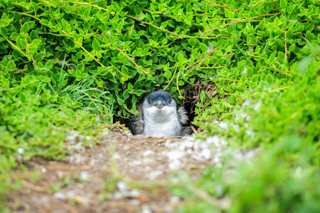 Phillip Island Penguin Plus Parade