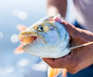 Zambezi Fishing