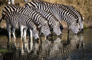 Chobe National Park