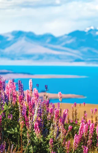 Magnificent New Zealand
