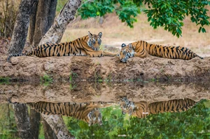 Ranthambore