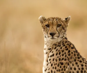 Ann Van Dyk Cheetah Breeding Centre