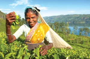 Nuwara Eliya