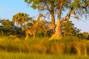 Chobe National Park
