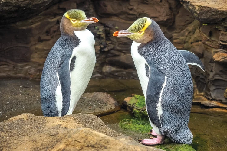 Otago Peninsula Wildlife Tour