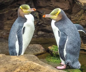 Otago Peninsula Wildlife Tour