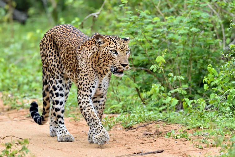 Additional Safari in Yala National Park