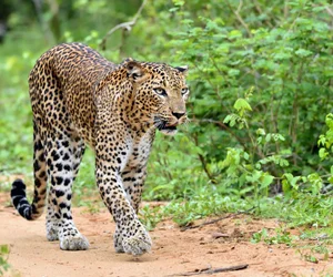 Additional Safari in Yala National Park