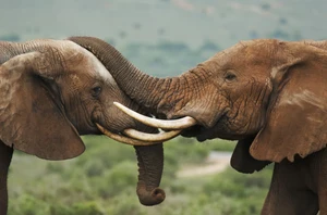 Spioenkop & Nambiti Private Game Reserve