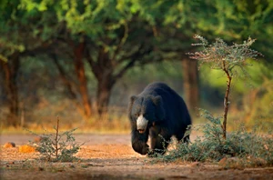 Ranthambore, 2 nights