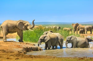 Addo Elephant National Park