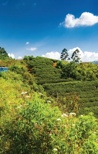 Treasures of Sri Lanka