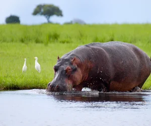 Chobe National Park