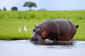 Chobe National Park, 3 nights
