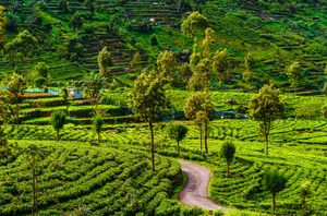 Nuwara Eliya