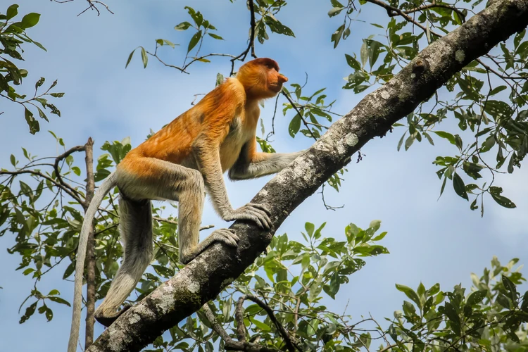 Santubong Wildlife Cruise