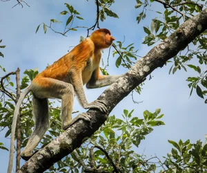 Santubong Wildlife Cruise