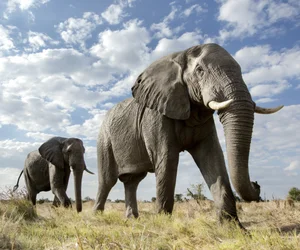 Elephant Art Safari