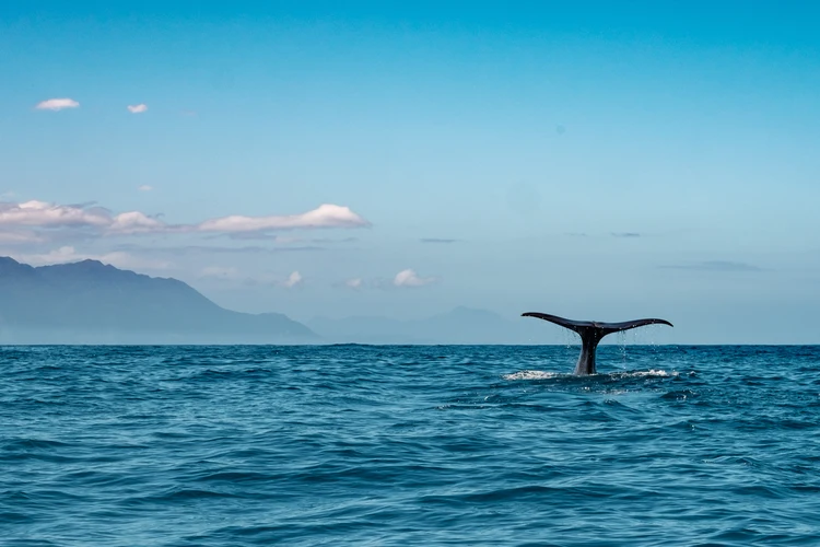 Whalewatching, Wings Over Whales