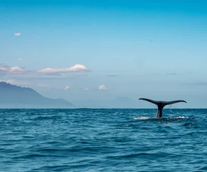 Whalewatching, Wings Over Whales