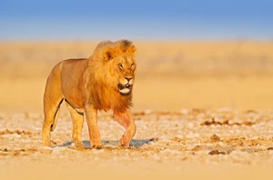 Etosha National Park, Overnight