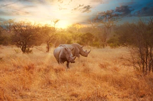 Kruger National Park