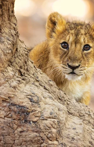 Indian Wildlife Adventure