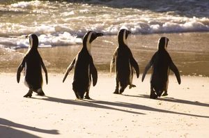 Cape Point