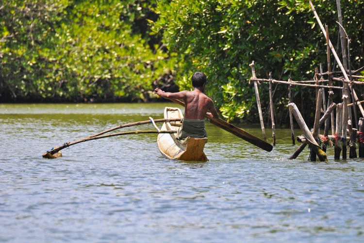 Madu River Boat Safari with a turtle hatchery visit