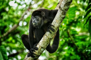 Tortuguero National Park