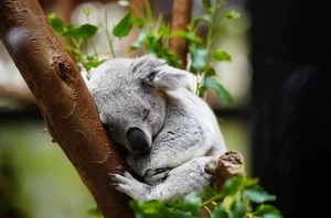 Adelaide