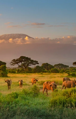 The Very Best of Kenya