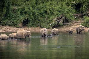 Thekkady