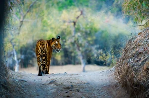 Ranthambore