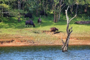 Thekkady
