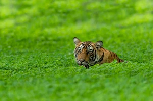 Pench, 2 nights