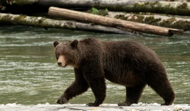 Bears of Toba Inlet
