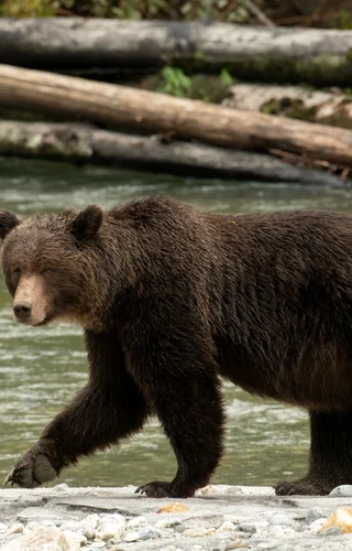 Bears of Toba Inlet