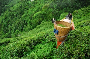 Darjeeling