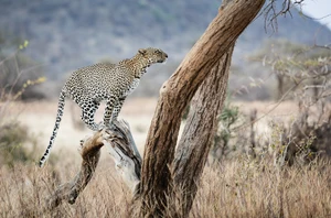 Samburu National Reserve